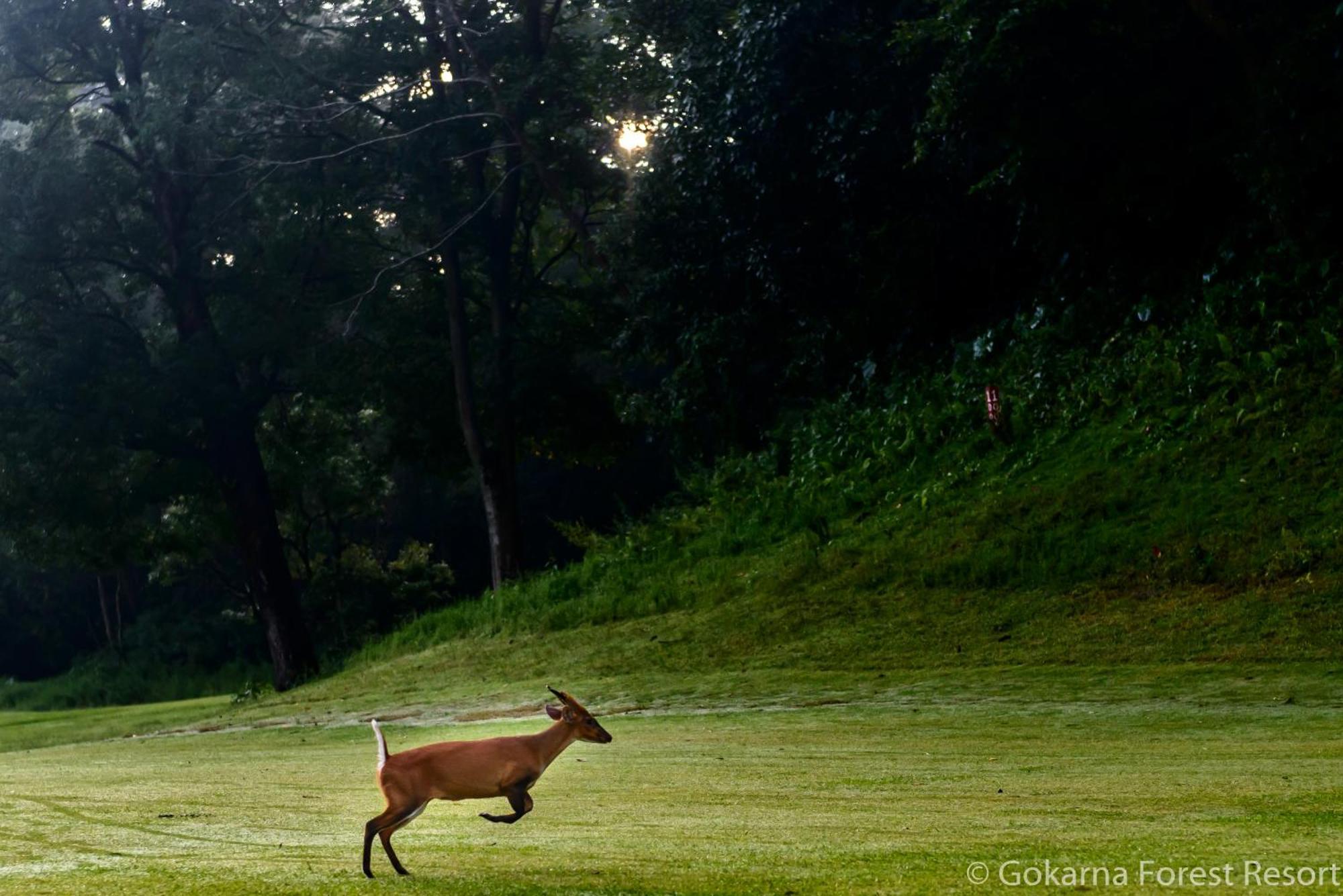Gokarna Forest Resort Katmandú Exterior foto